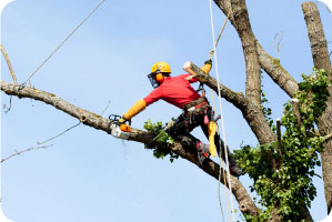 tree-service-marketing